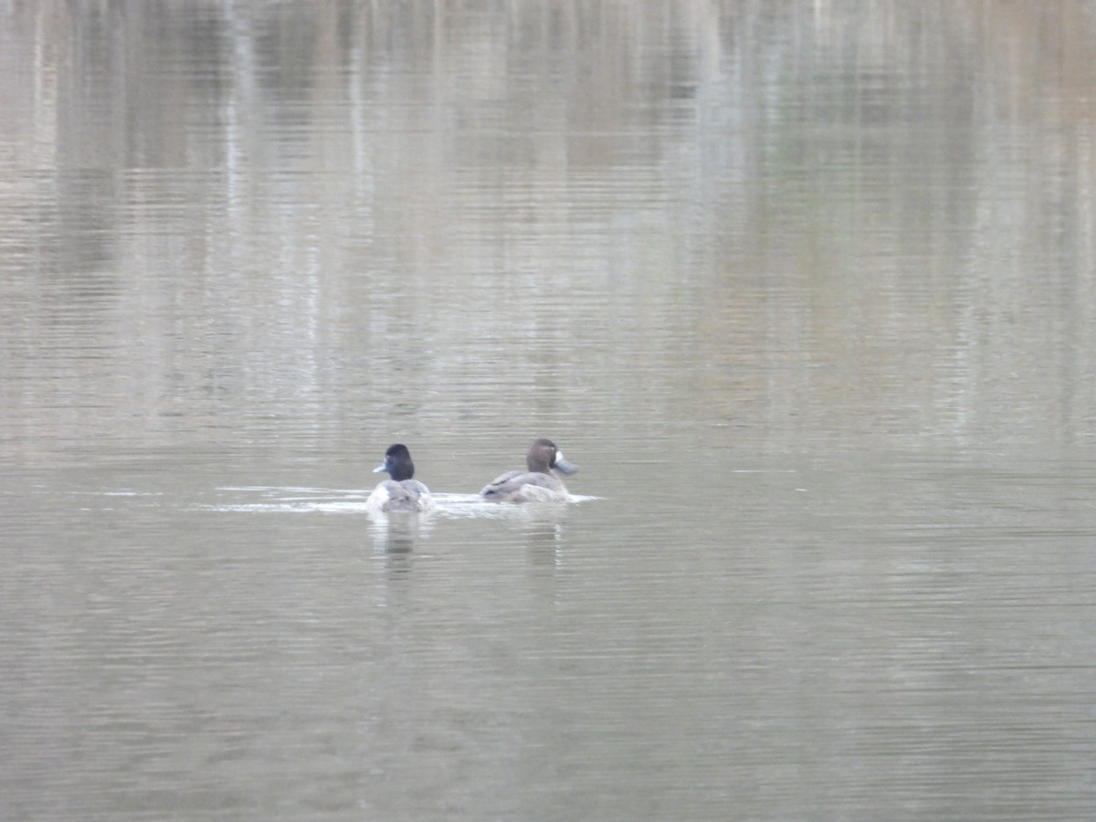 Lesser Scaup - ML647536753