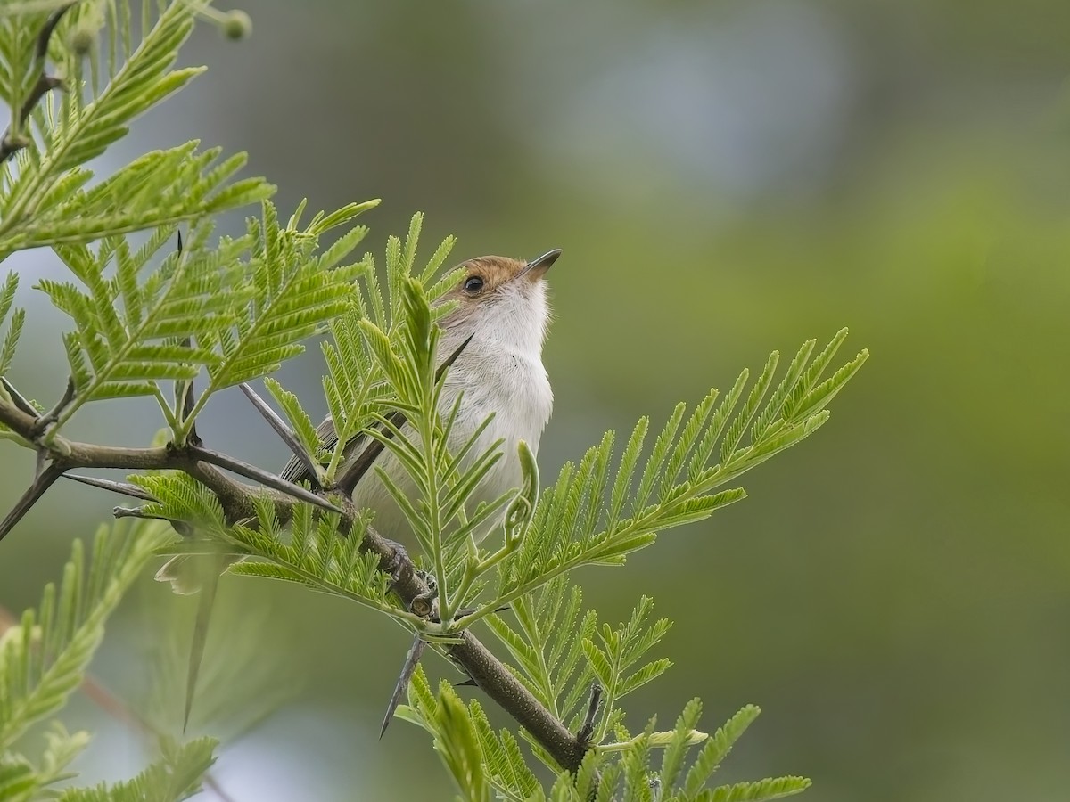 Fulvous-faced Scrub-Tyrant - ML647536803