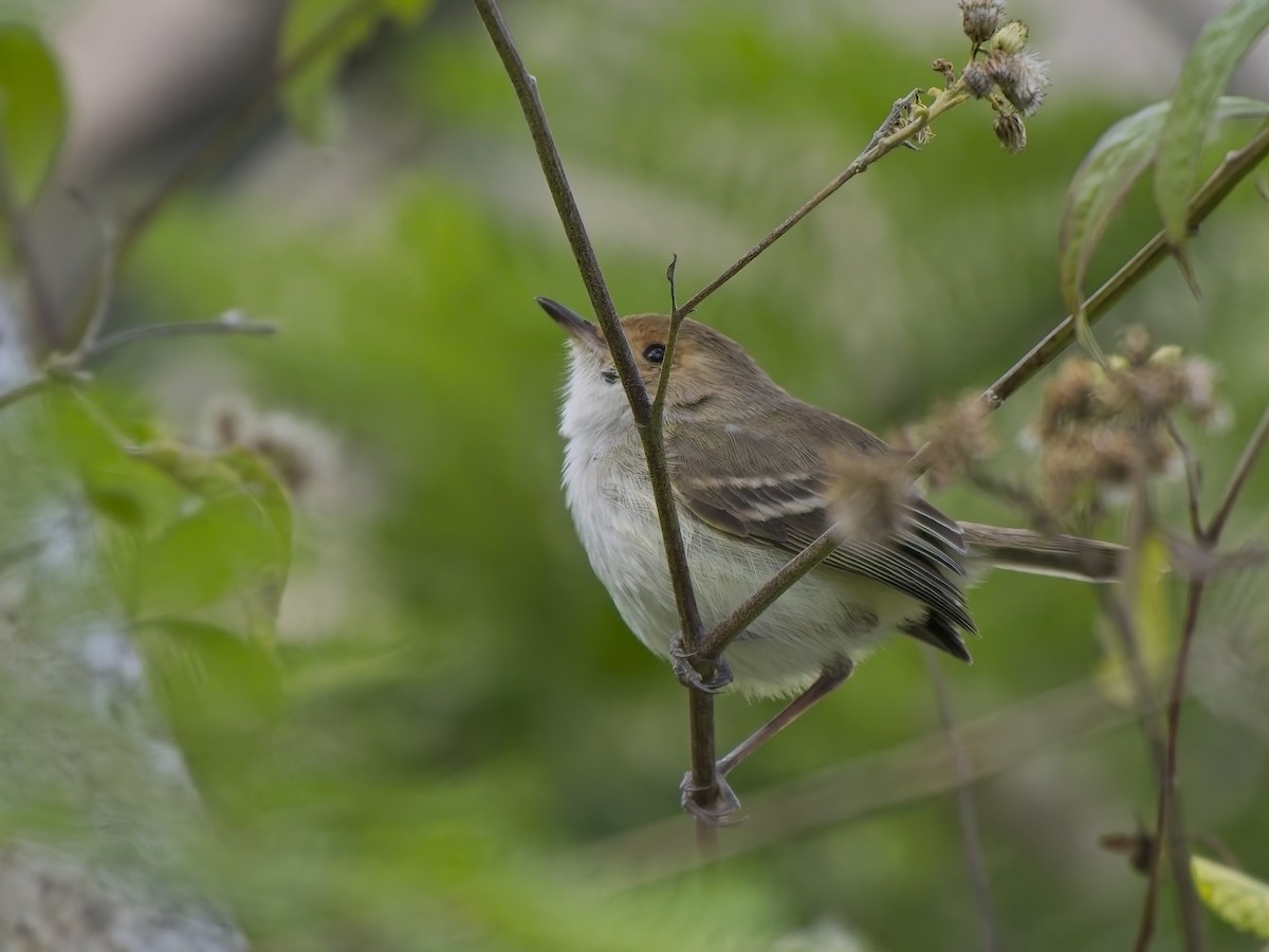 Fulvous-faced Scrub-Tyrant - ML647536804