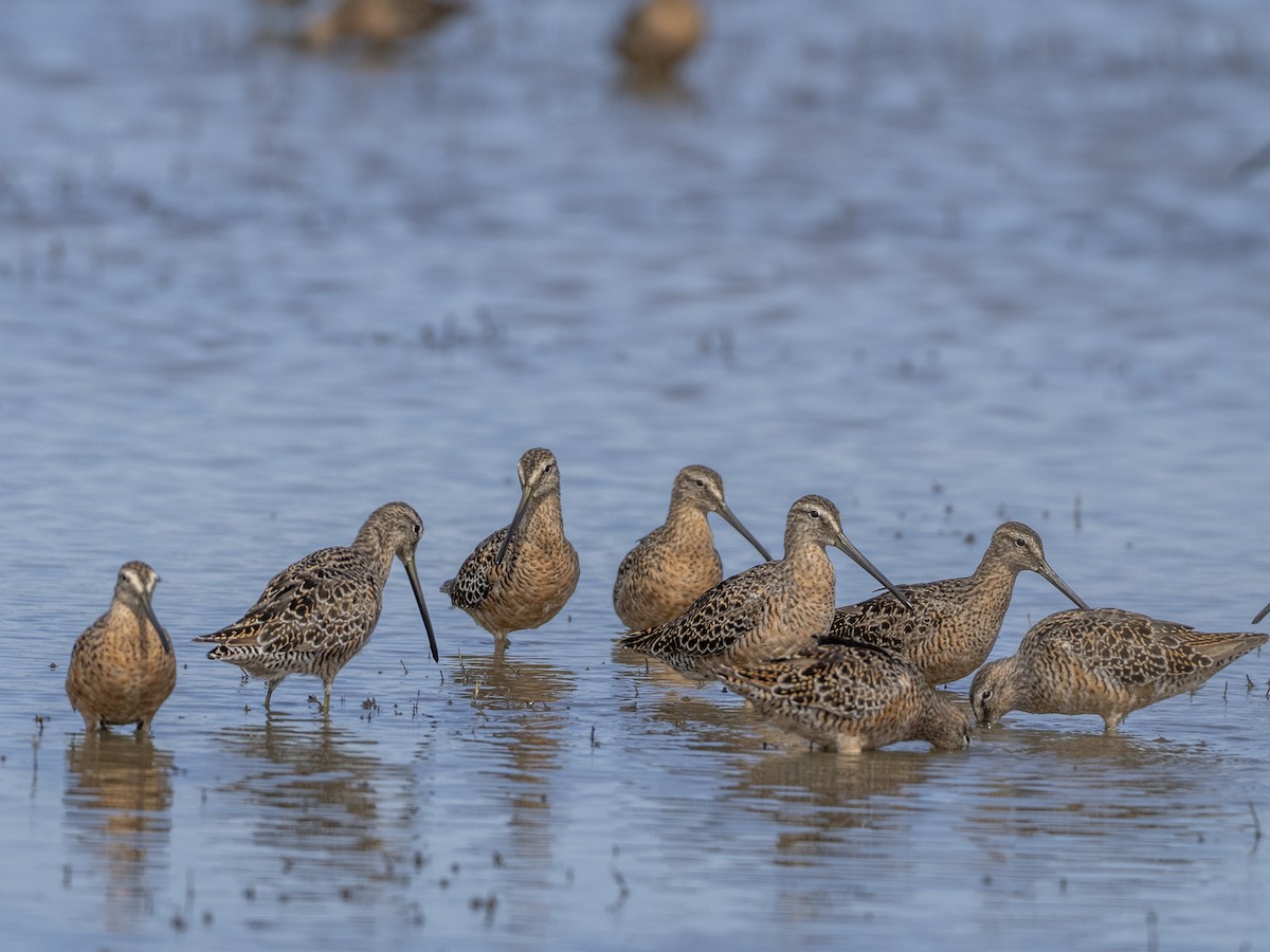 Limnodromo pettorossiccio - ML647536805