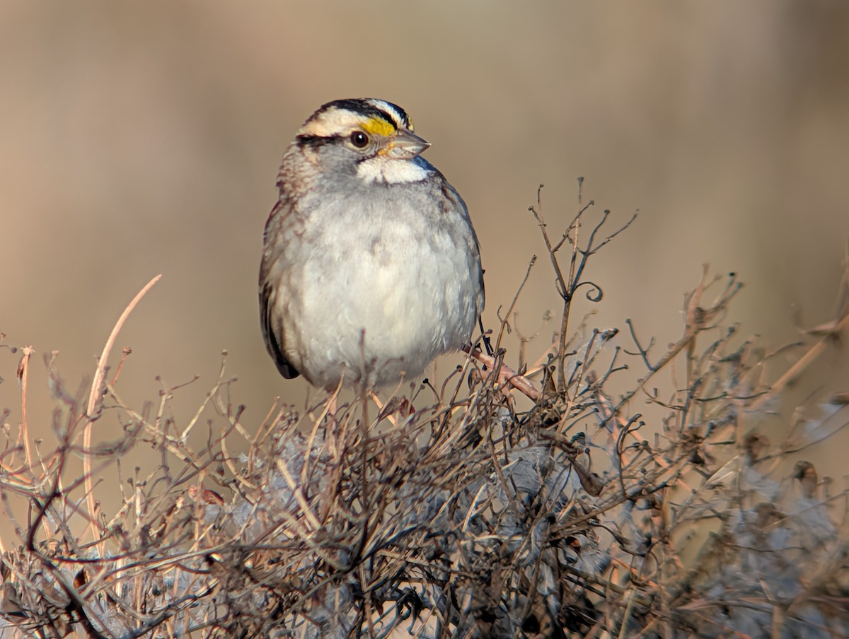 White-throated Sparrow - ML647536807