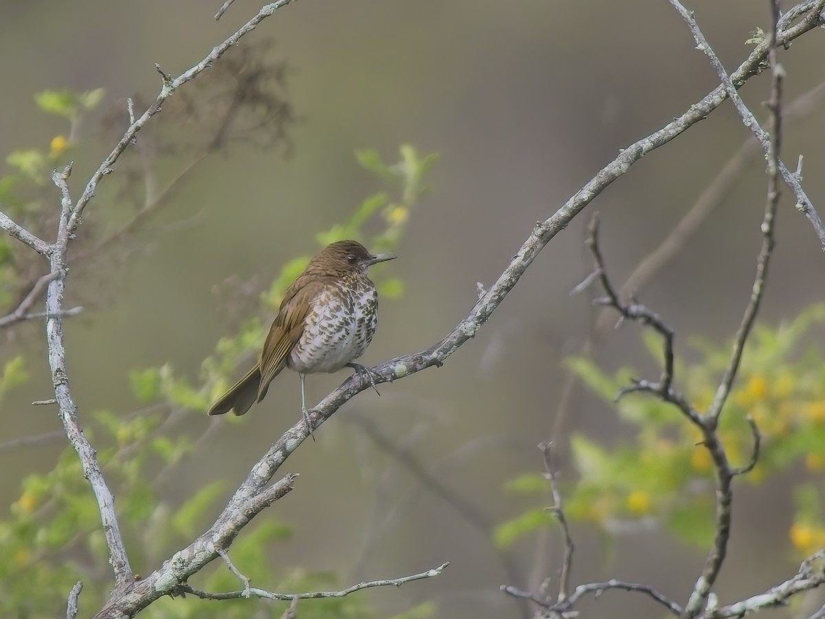 Marañon Thrush - ML647536808