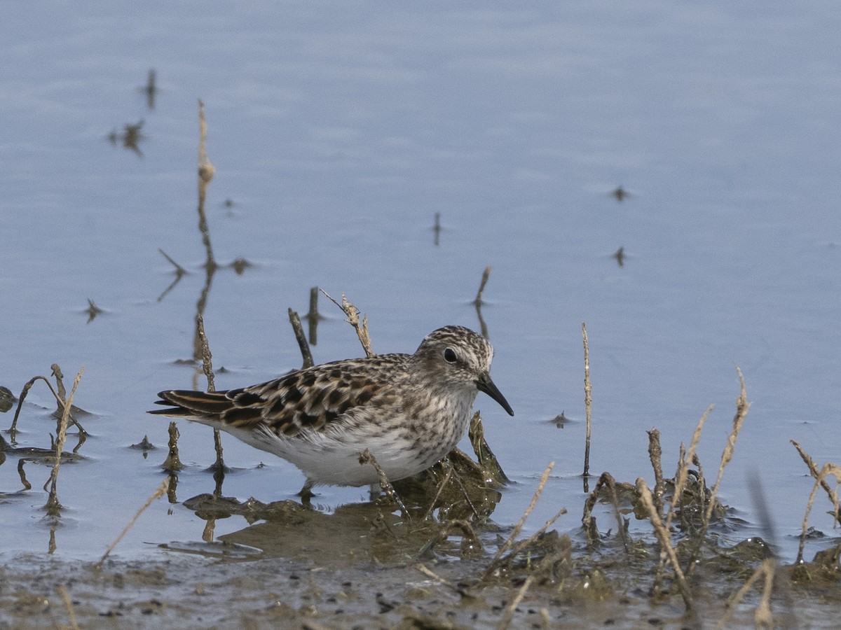 Gambecchio americano - ML647536811