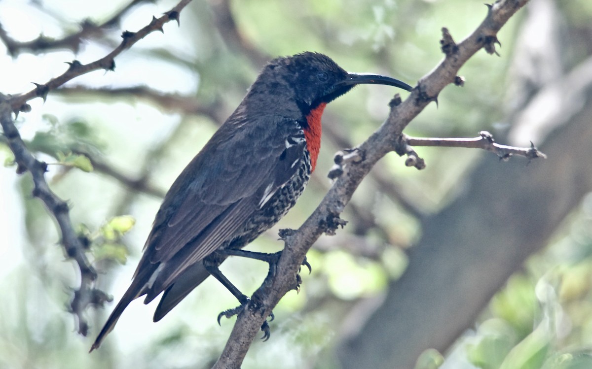 Scarlet-chested Sunbird - ML647536812