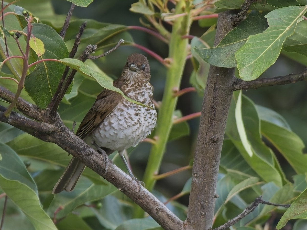 Marañon Thrush - ML647536814