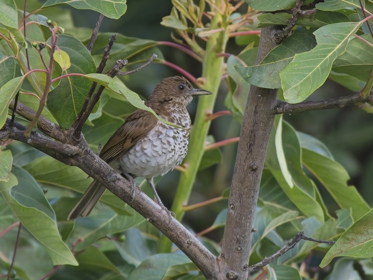 Marañon Thrush - ML647536815