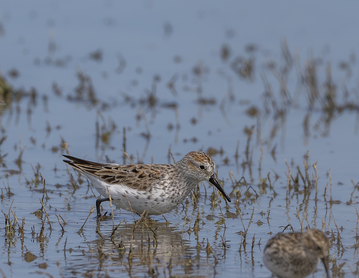 Gambecchio dell'Alaska - ML647536816