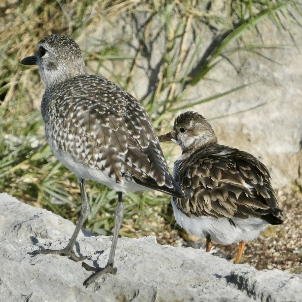 Pivieressa - ML647536817