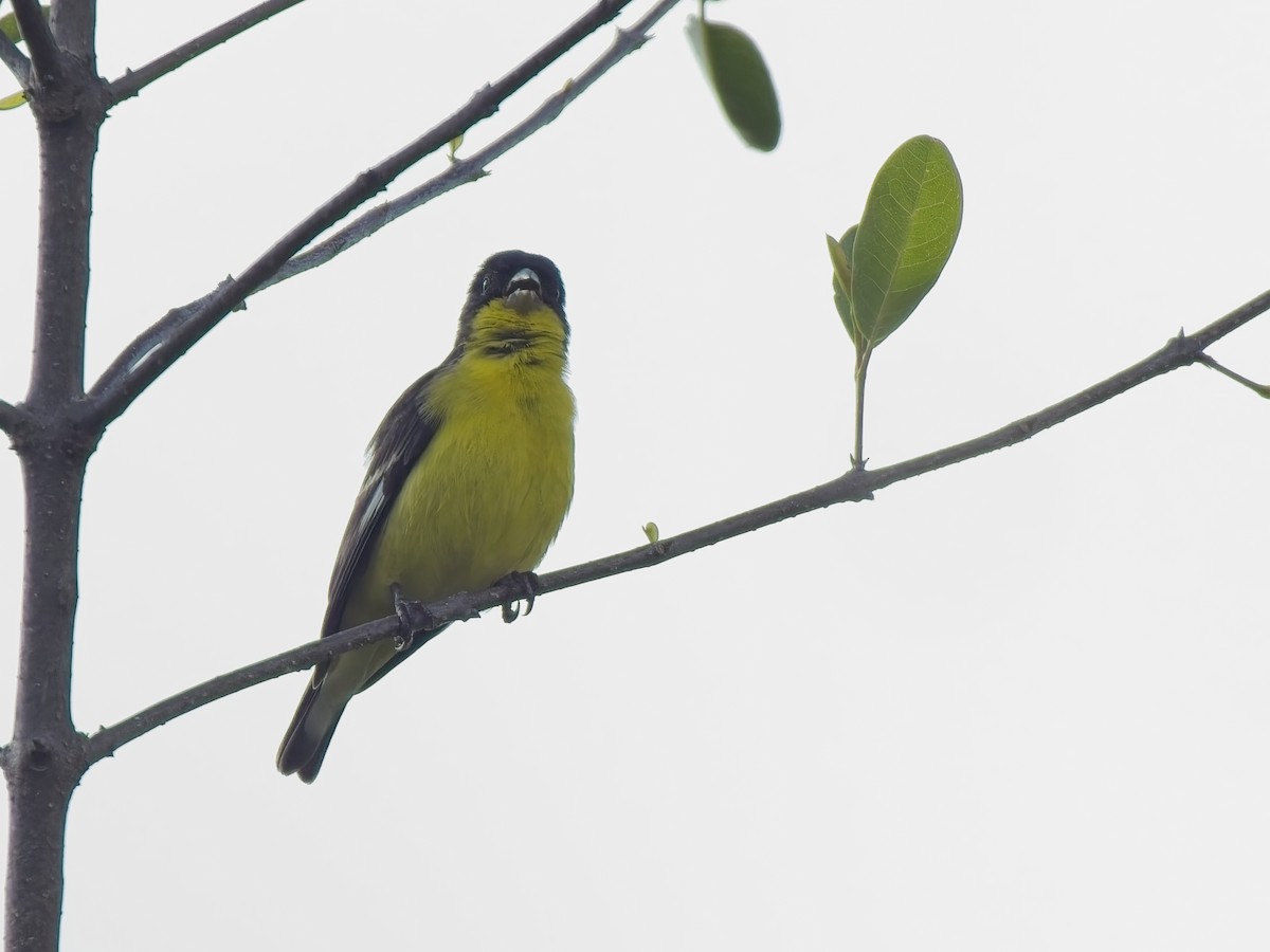 Lesser Goldfinch - ML647536820
