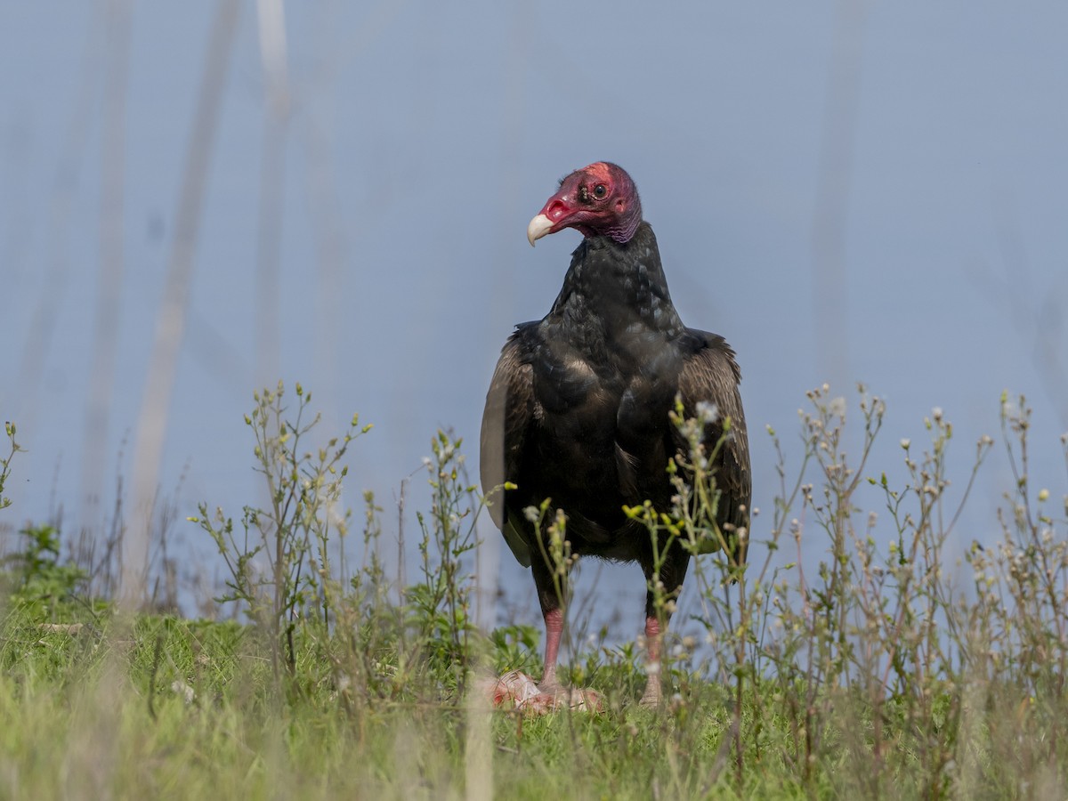 Turkey Vulture - ML647536821