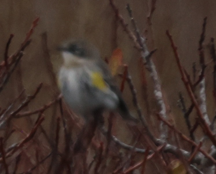 Yellow-rumped Warbler - ML647536822