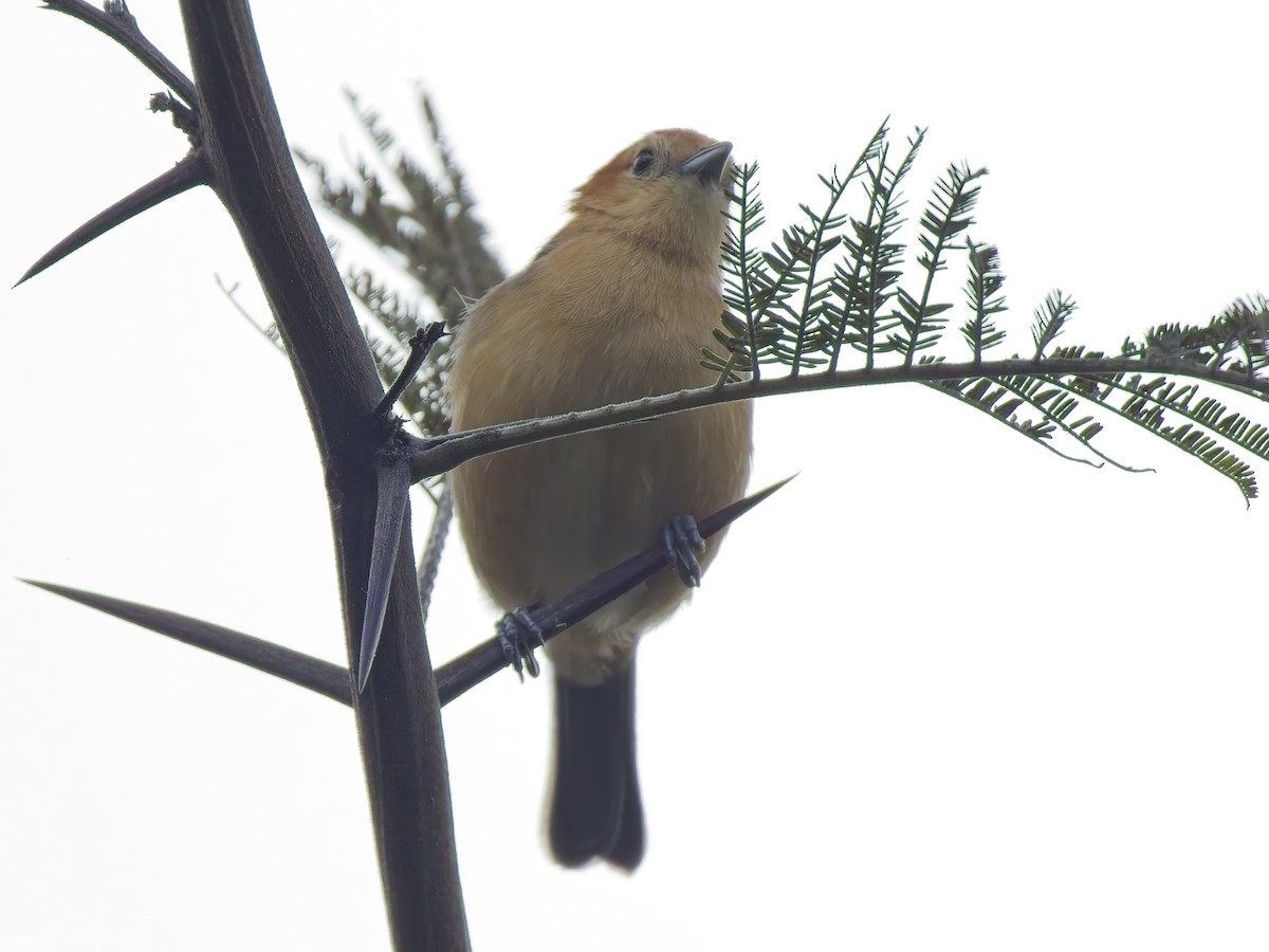 Buff-bellied Tanager - ML647536825