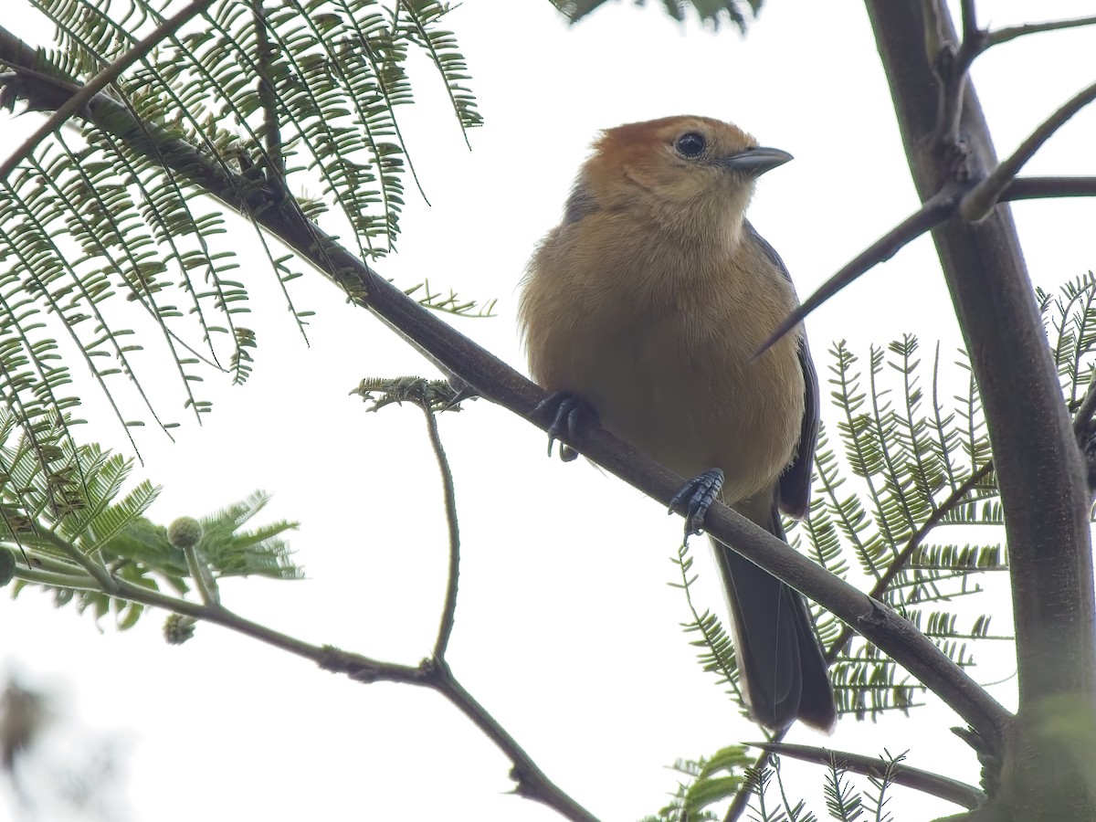 Buff-bellied Tanager - ML647536826