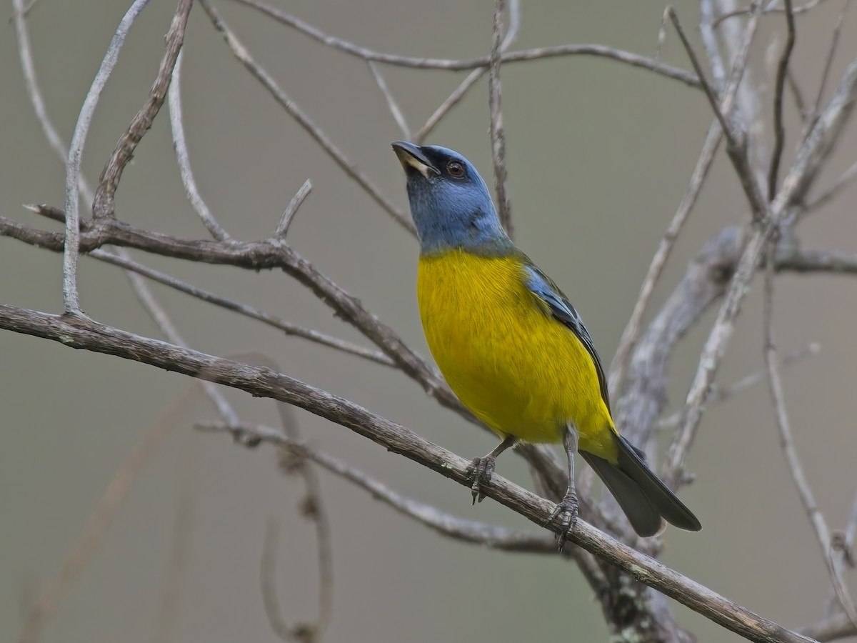 Blue-and-yellow Tanager - ML647536827