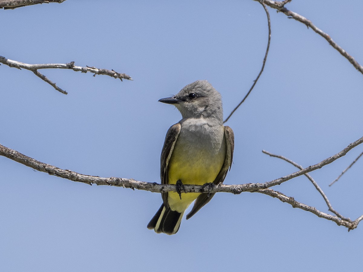 Western Kingbird - ML647536828