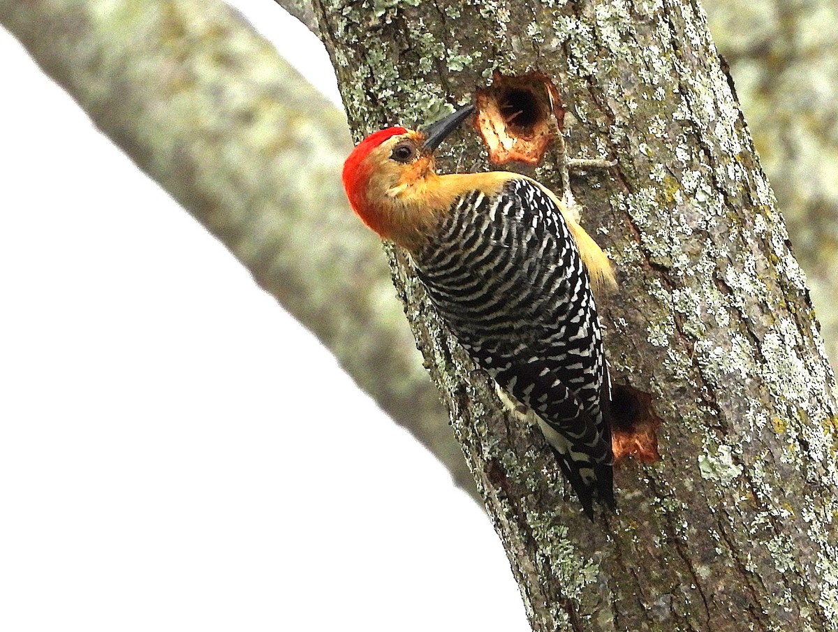 Red-crowned Woodpecker - ML647536831