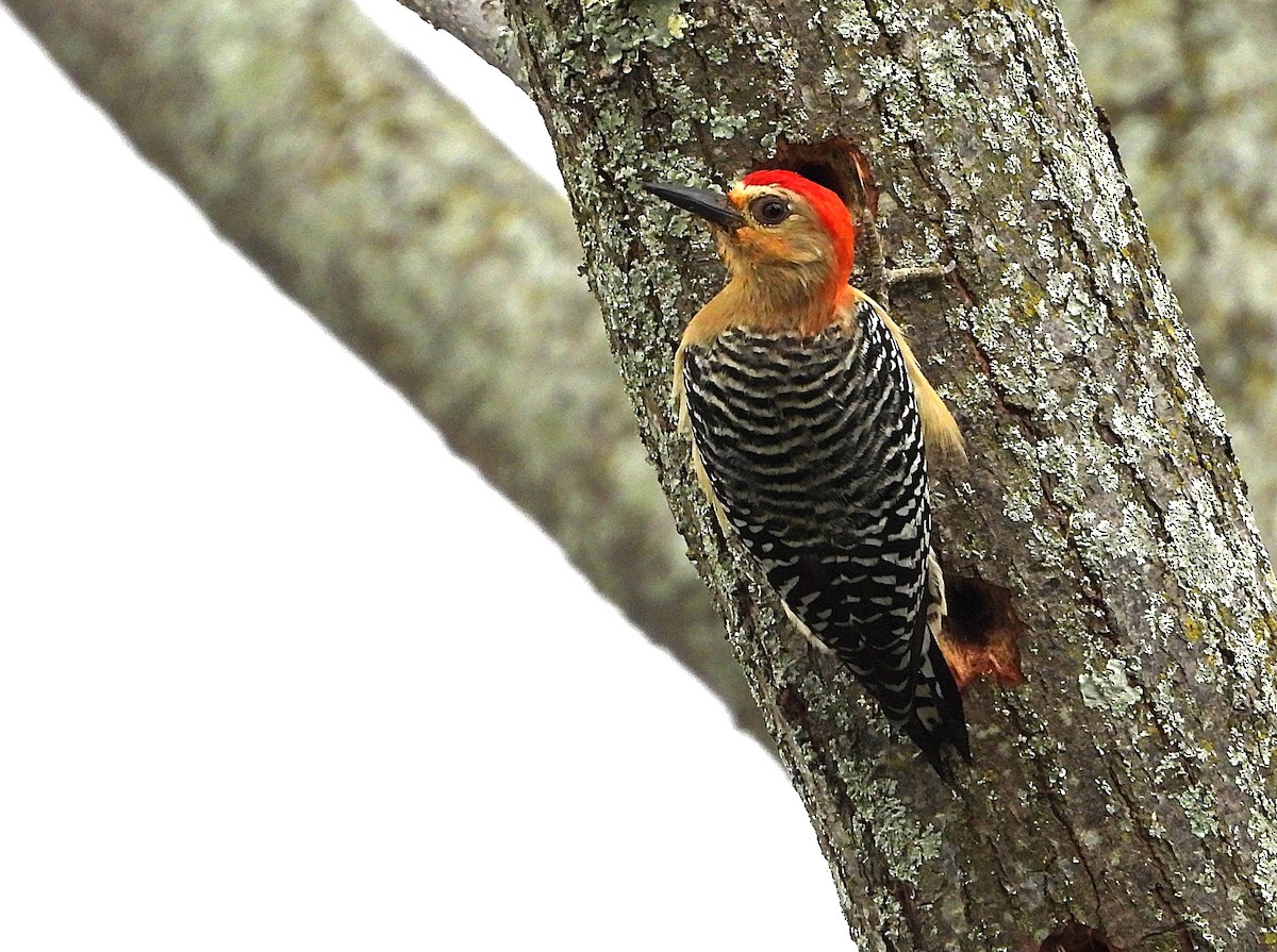 Red-crowned Woodpecker - ML647536832