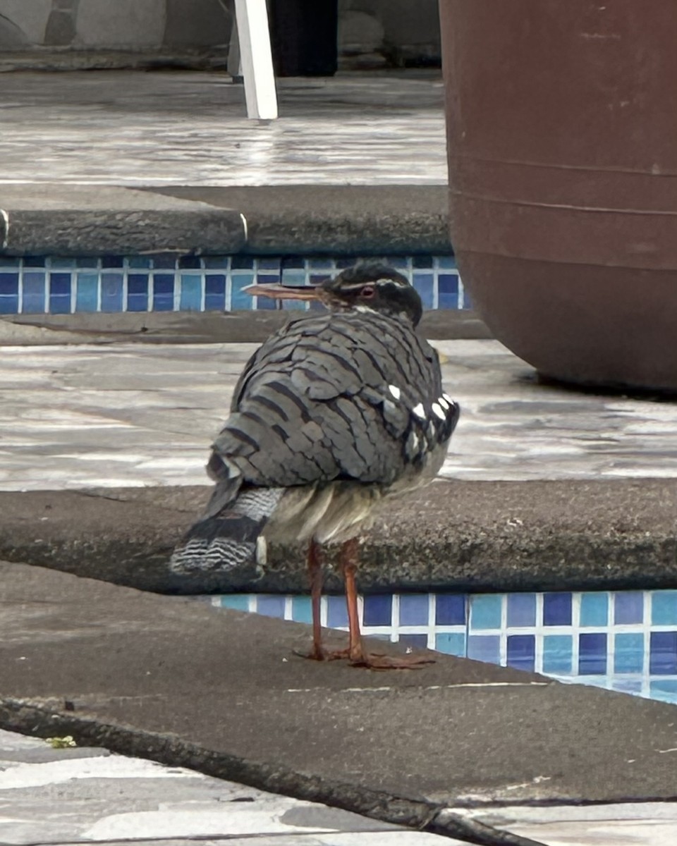 Sunbittern - ML647536833