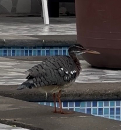 Sunbittern - ML647536834