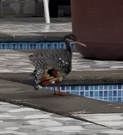 Sunbittern - ML647536835