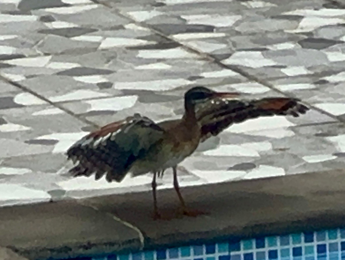 Sunbittern - ML647536836