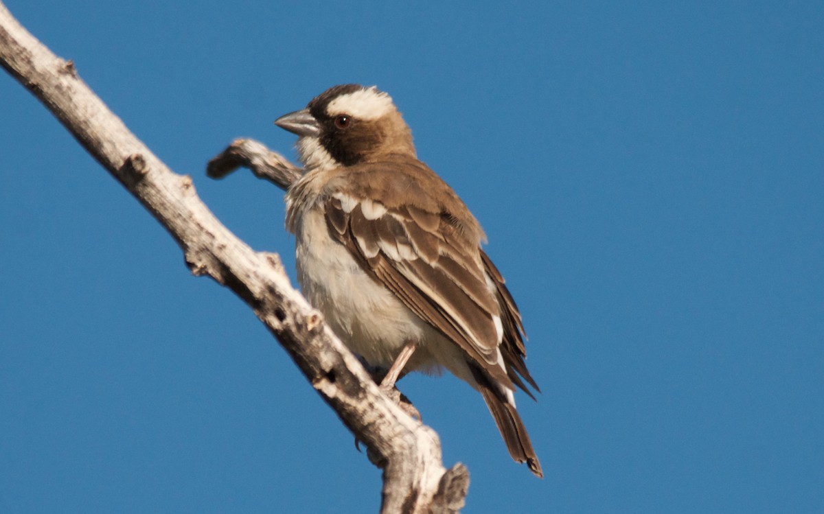 White-browed Sparrow-Weaver - ML647536840