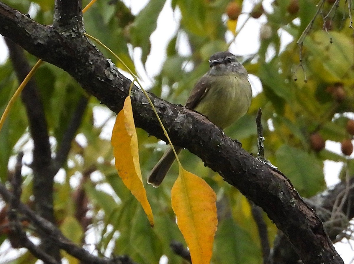Sooty-headed Tyrannulet - ML647536842