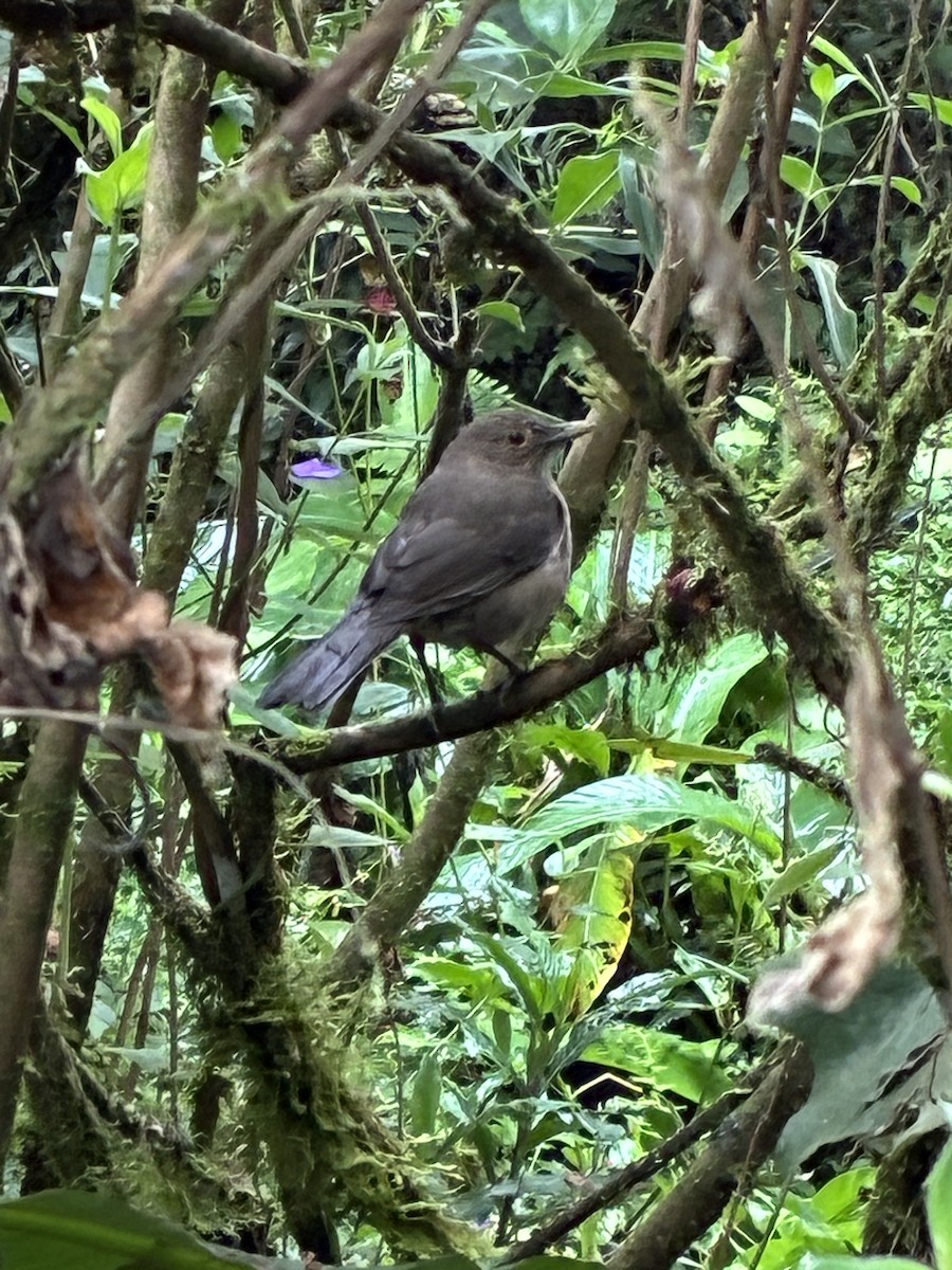 Ecuadorian Thrush - ML647536843