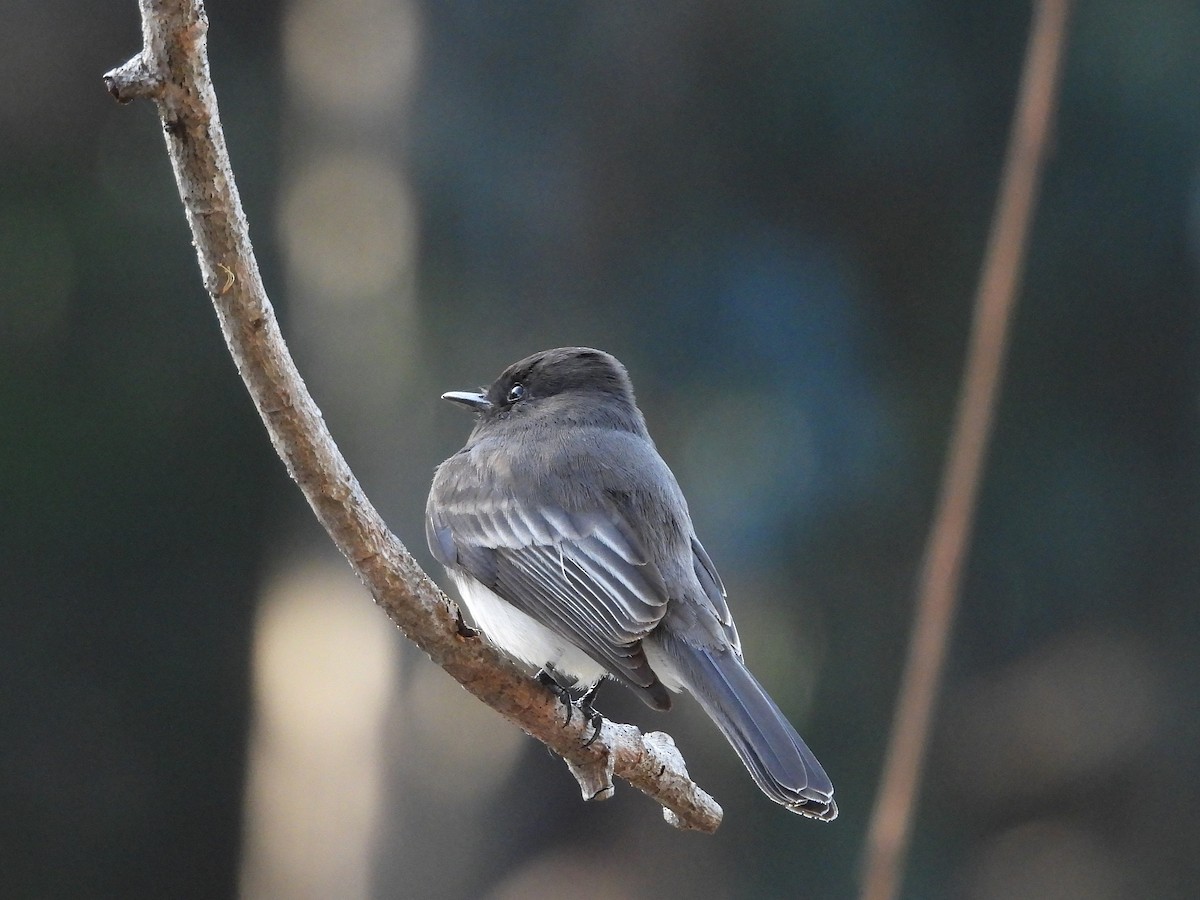 Black Phoebe - ML647536844