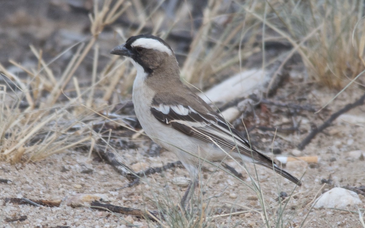 White-browed Sparrow-Weaver - ML647536845