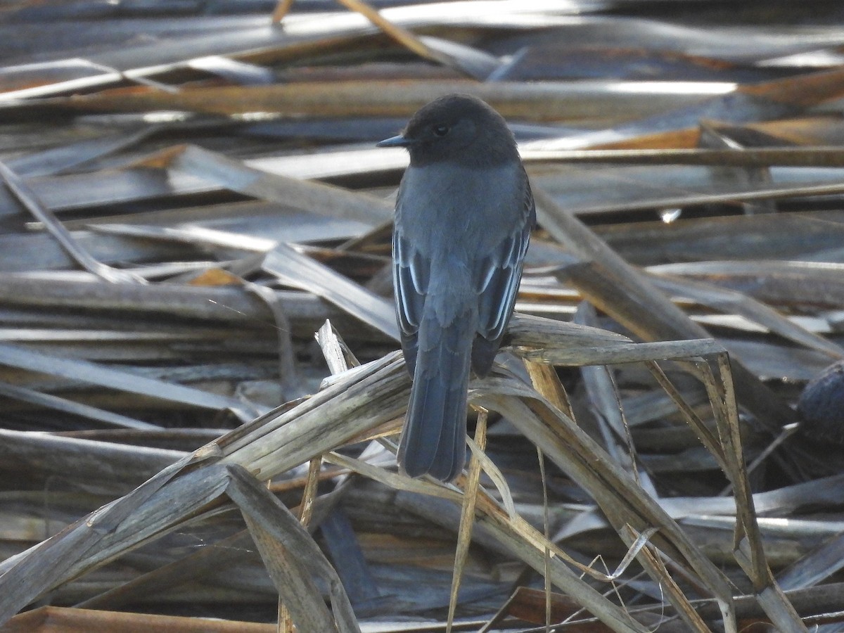 Black Phoebe - ML647536850