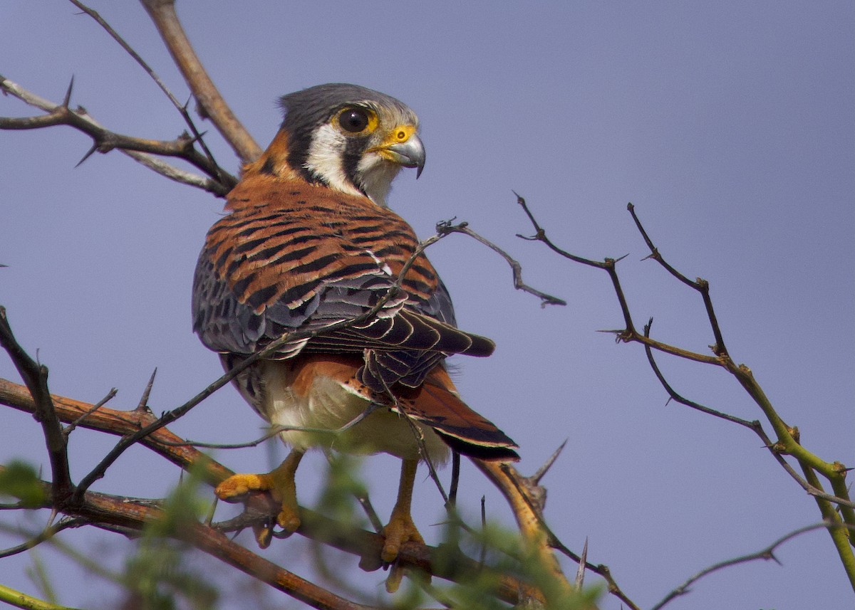 American Kestrel - ML647536851