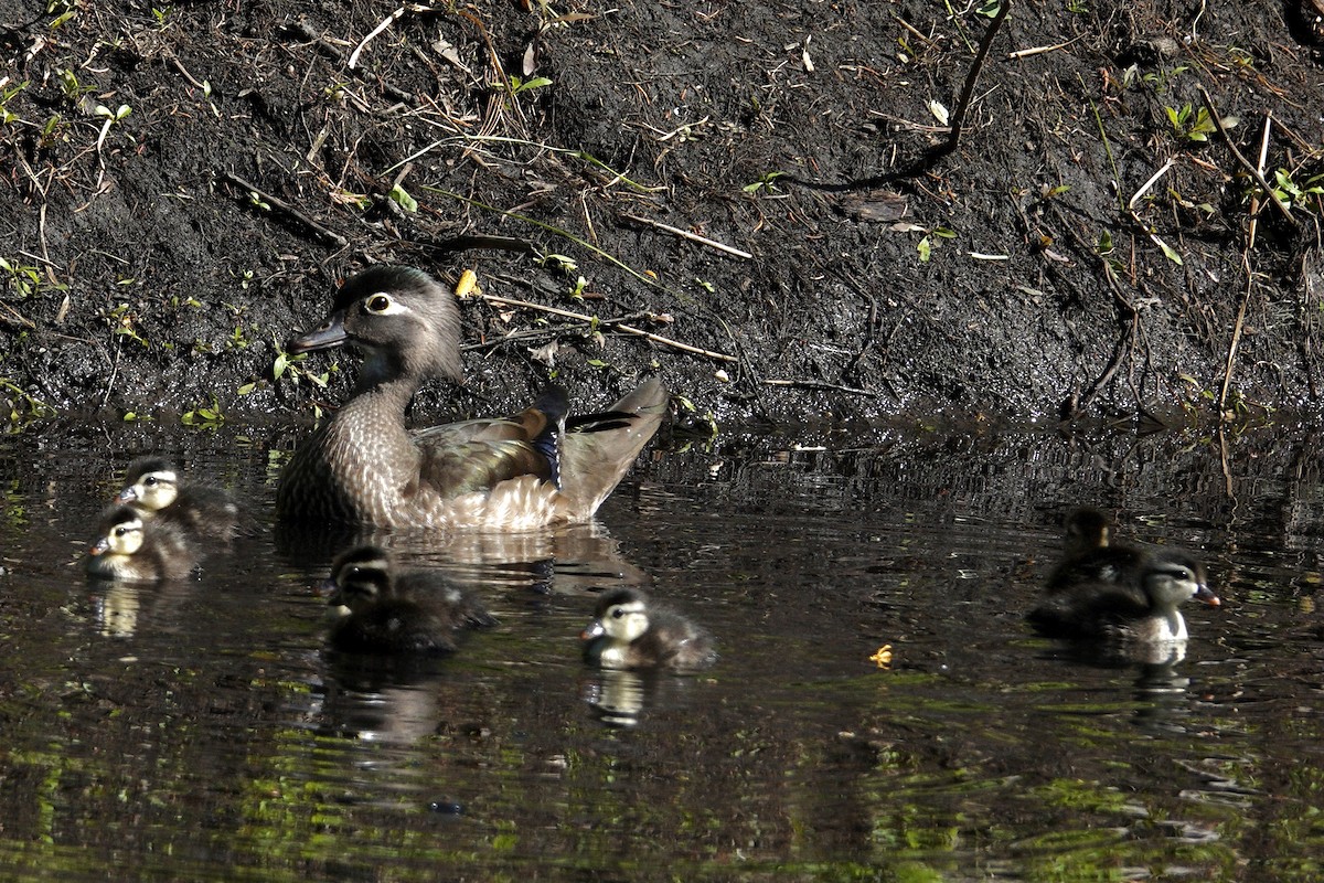 美洲鴛鴦 - ML647536854