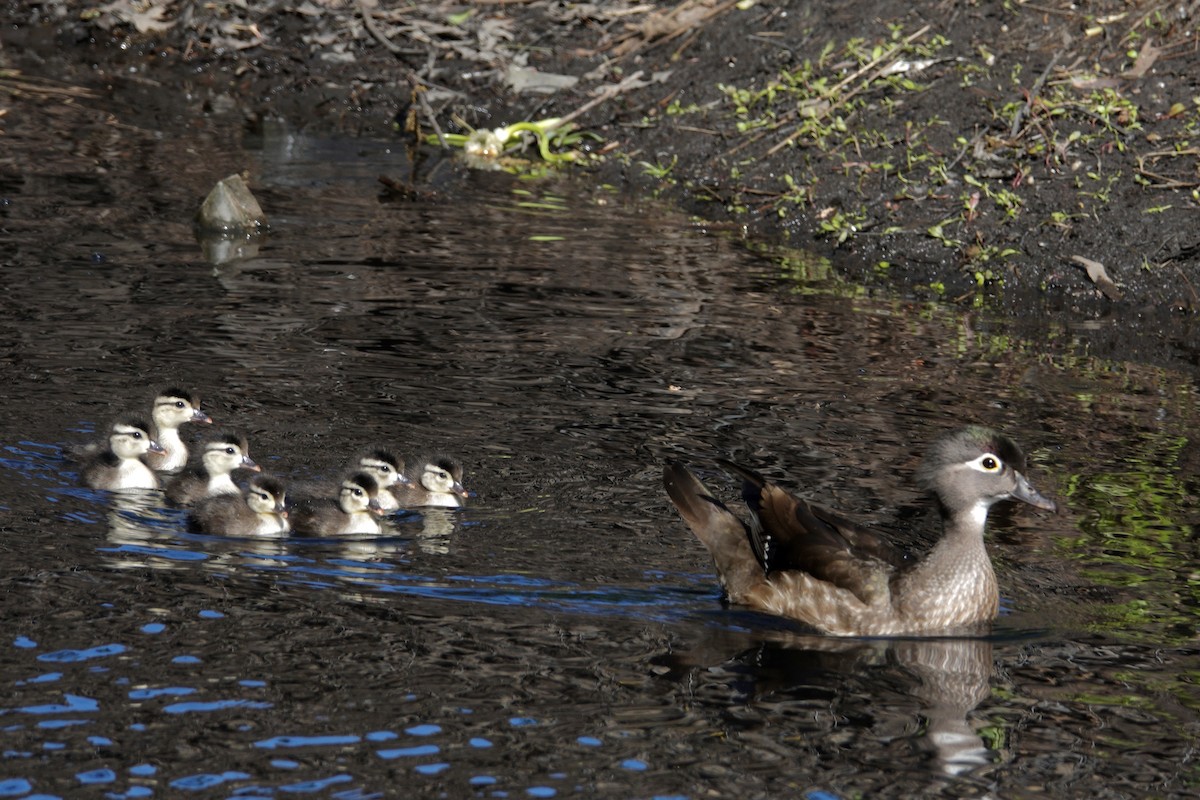 美洲鴛鴦 - ML647536855
