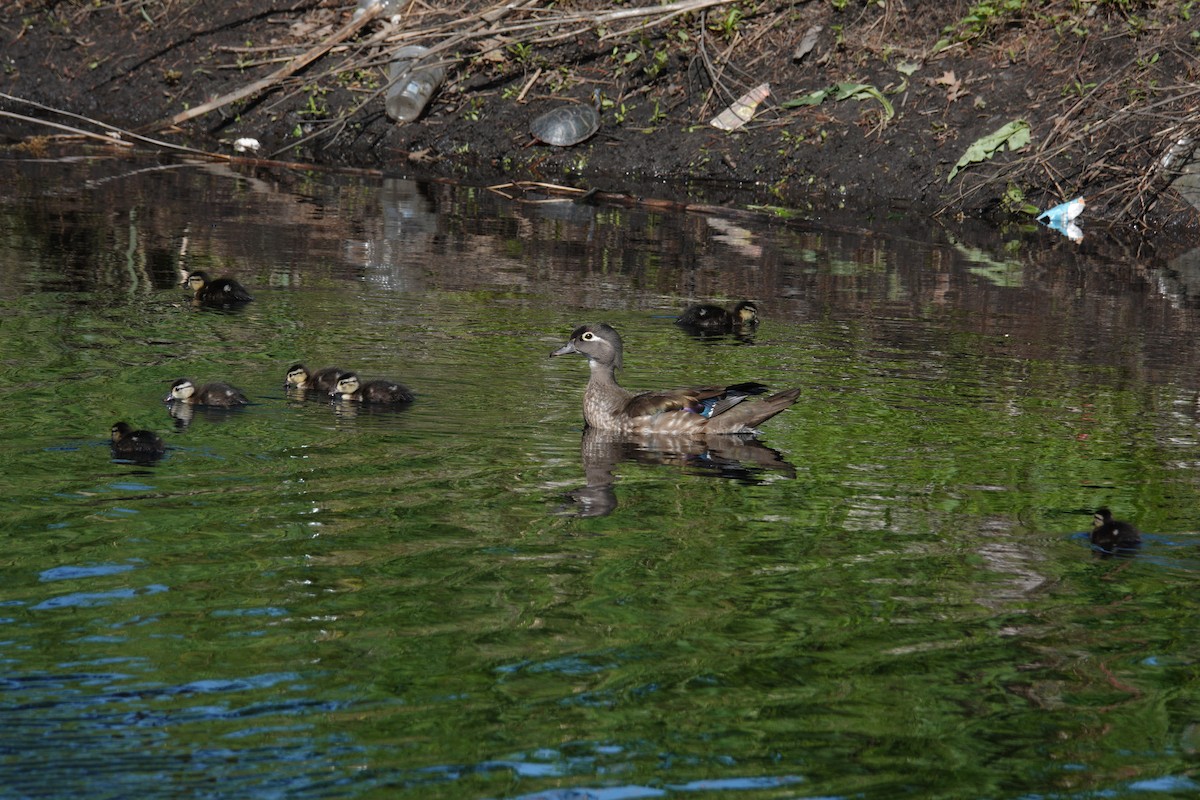 美洲鴛鴦 - ML647536857