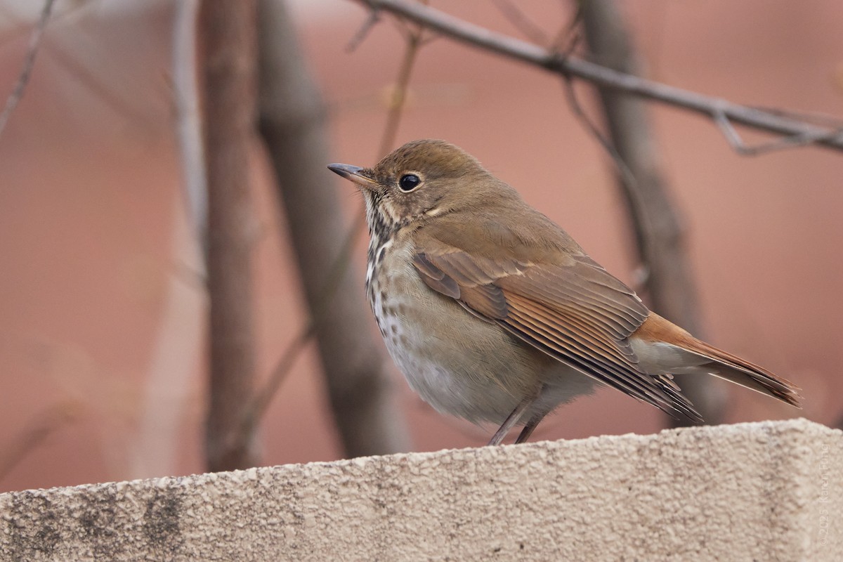 Hermit Thrush - ML647536859