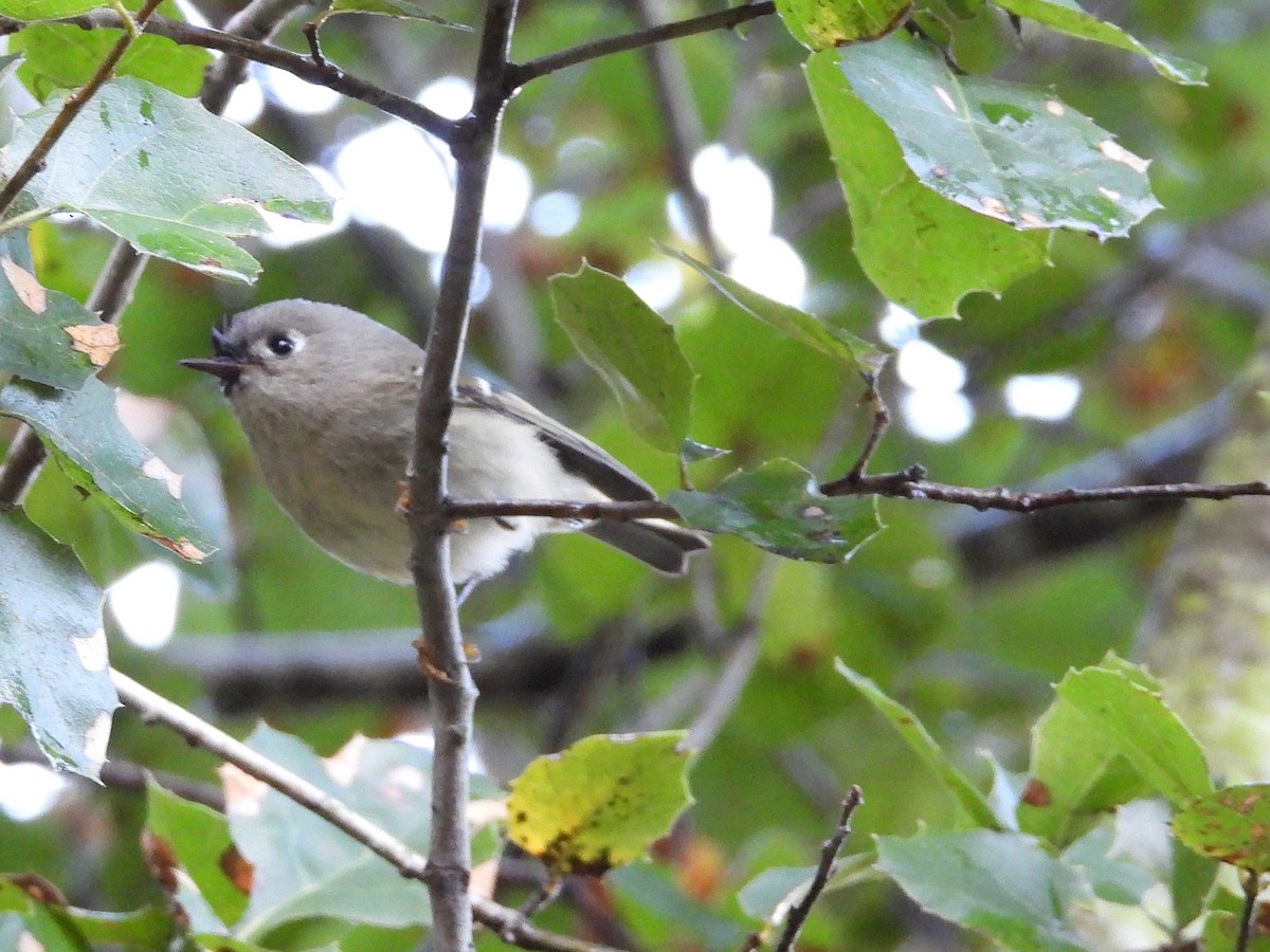 králíček americký - ML647536860