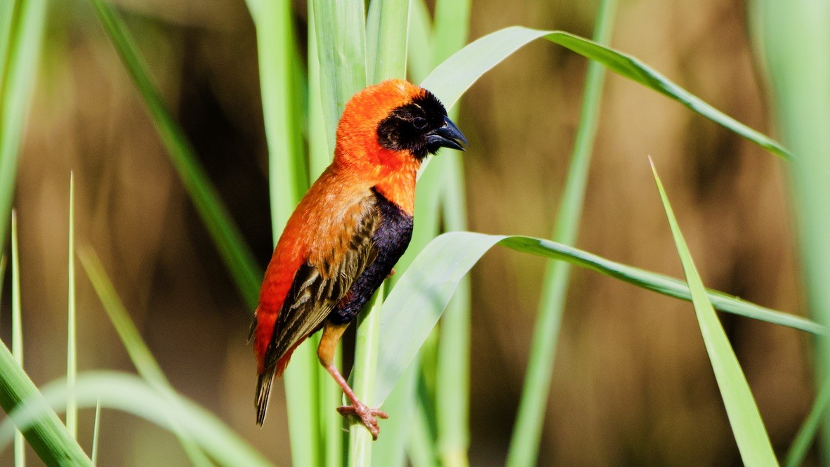 Southern Red Bishop - ML647536863