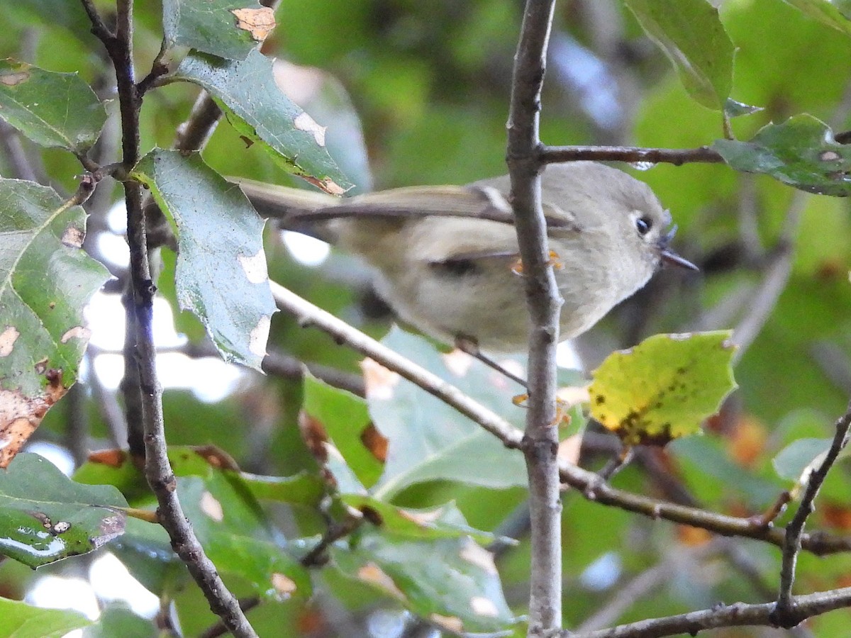 králíček americký - ML647536864