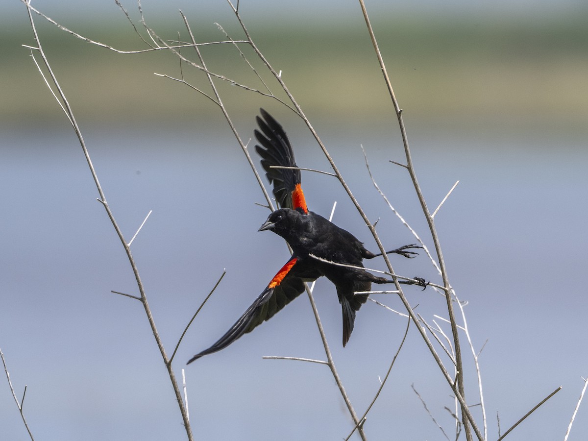 Red-winged Blackbird - ML647536866