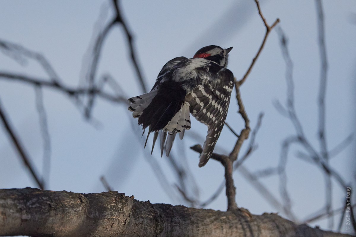 Downy Woodpecker (Eastern) - ML647536869