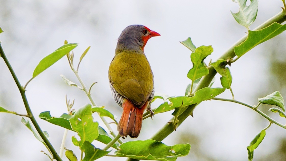 Green-winged Pytilia - ML647536871