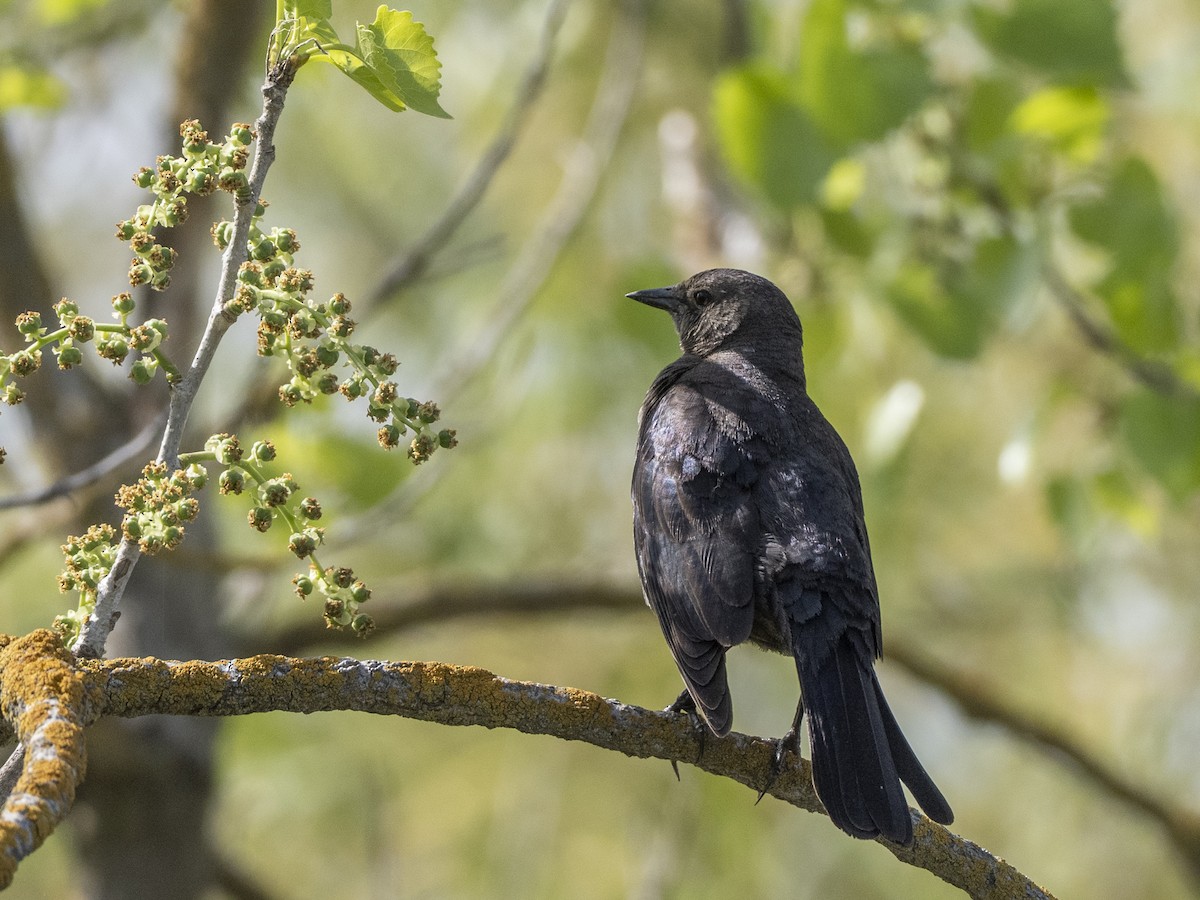 Brewer's Blackbird - ML647536872