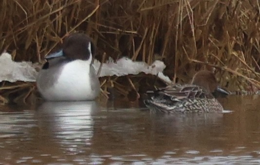 尖尾鴨 - ML647536874