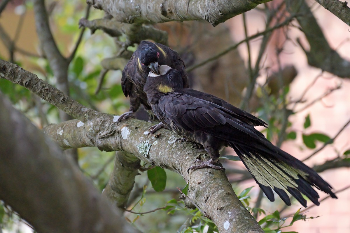 Yellow-tailed Black-Cockatoo - ML647536879