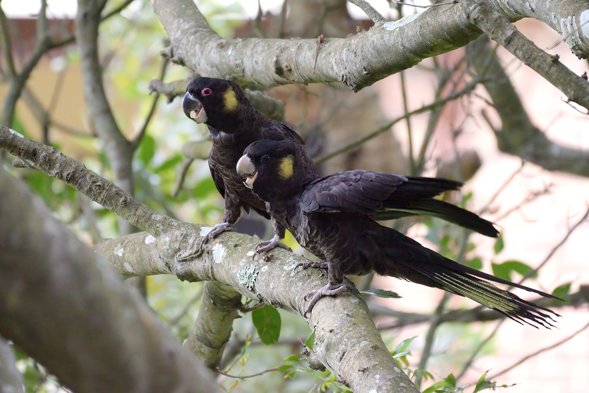 Yellow-tailed Black-Cockatoo - ML647536880