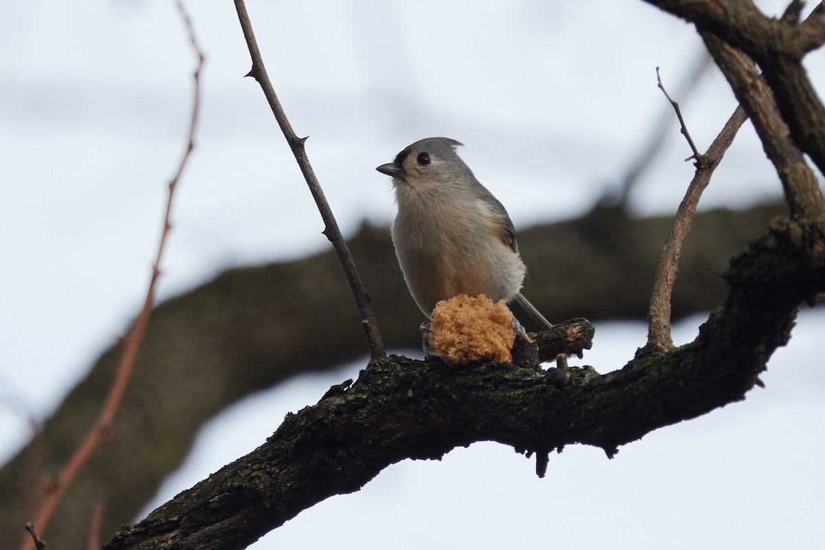 Tufted Titmouse - ML647536881
