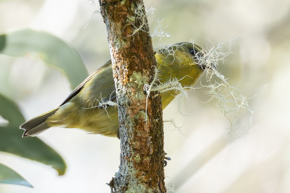 Hawaii Amakihi - ML647536883