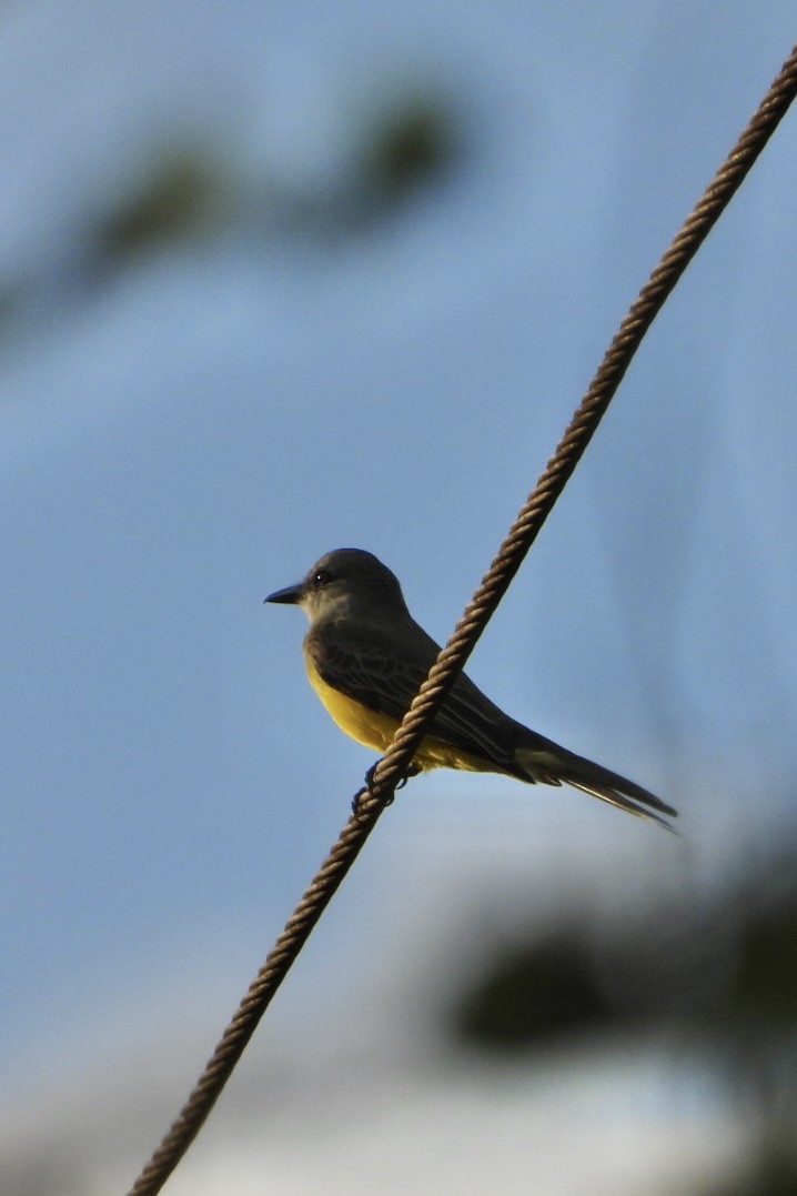 Tropical Kingbird - ML647536891