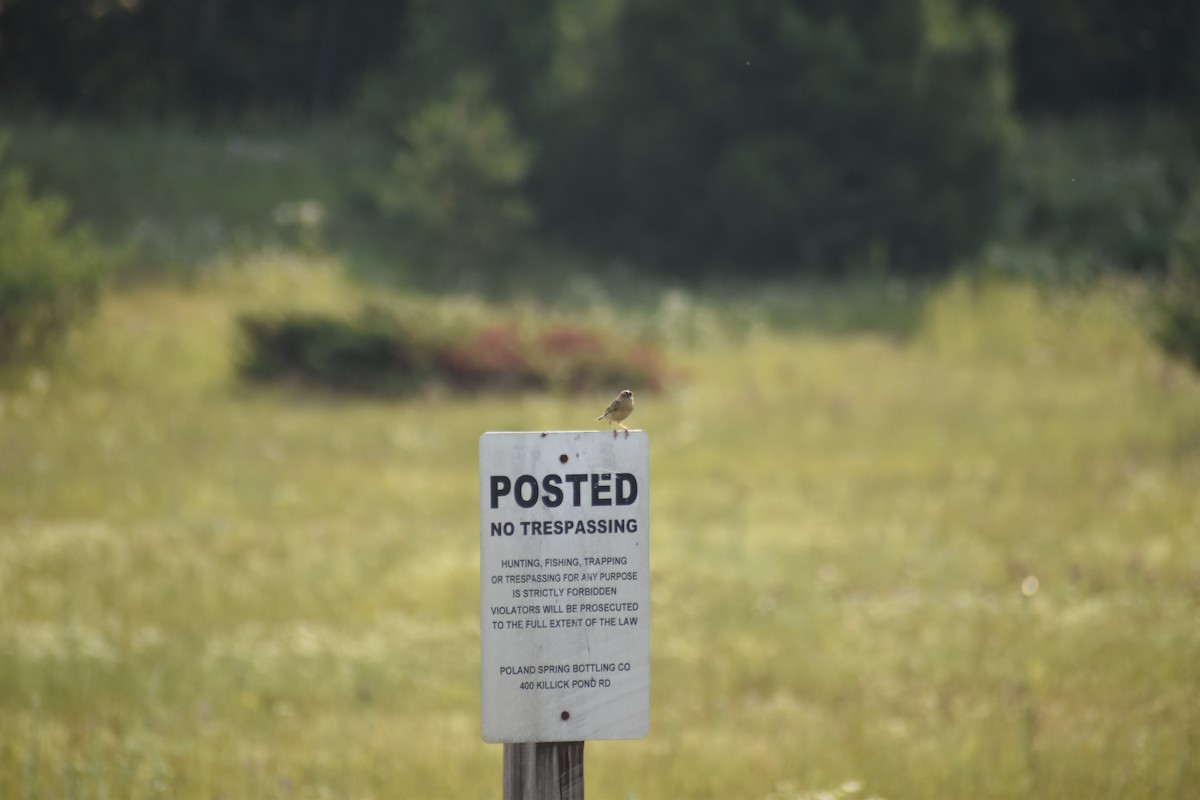 Grasshopper Sparrow - ML647536928